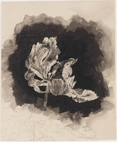KT 1509
          <br/>
          Papegaai- of parkiettulp
          <br/>
          <em>Koster, Antonie Lodewijk (1859-1937)</em>